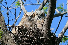 Great Horned Owl